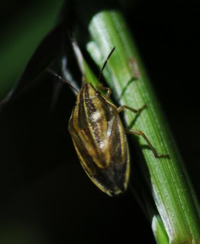 Réf. 257 172 : Aelia acuminata